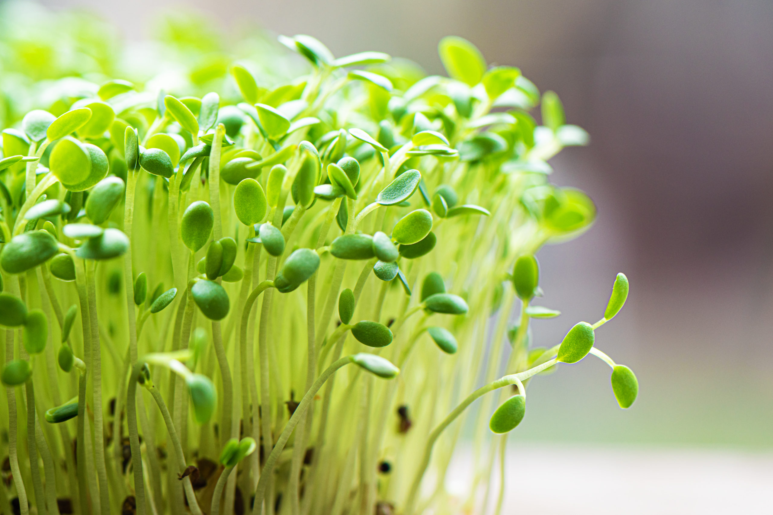 Closeup of sprouted arugula grow on wet linen mat. LMIA-Agriculture-Stream